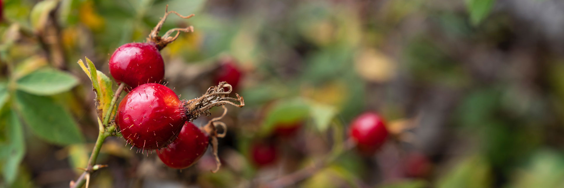 Clean Altai Plants